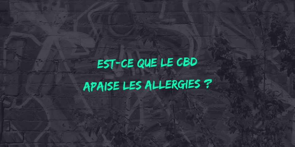 CBD et allergies